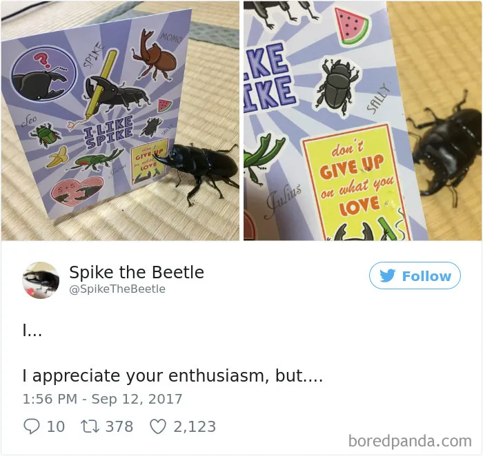 Woman Has Stag Beetle As A Pet And Her Tweets Will Make Your Day
