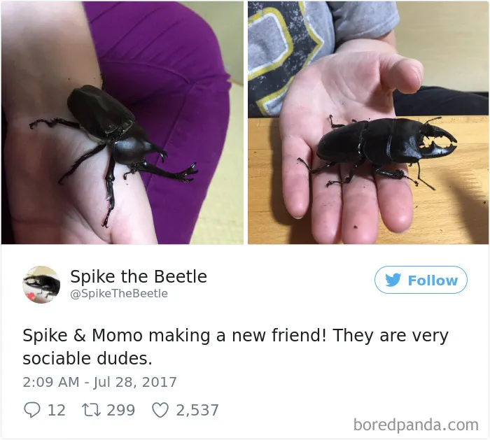 Woman Has Stag Beetle As A Pet And Her Tweets Will Make Your Day