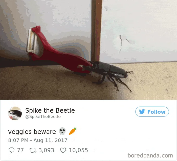 Woman Has Stag Beetle As A Pet And Her Tweets Will Make Your Day