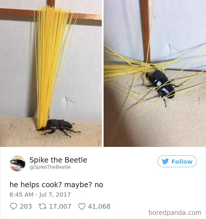 Woman Has Stag Beetle As A Pet And Her Tweets Will Make Your Day
