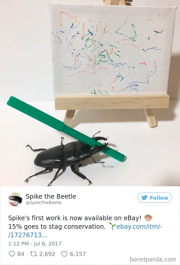 Woman Has Stag Beetle As A Pet And Her Tweets Will Make Your Day
