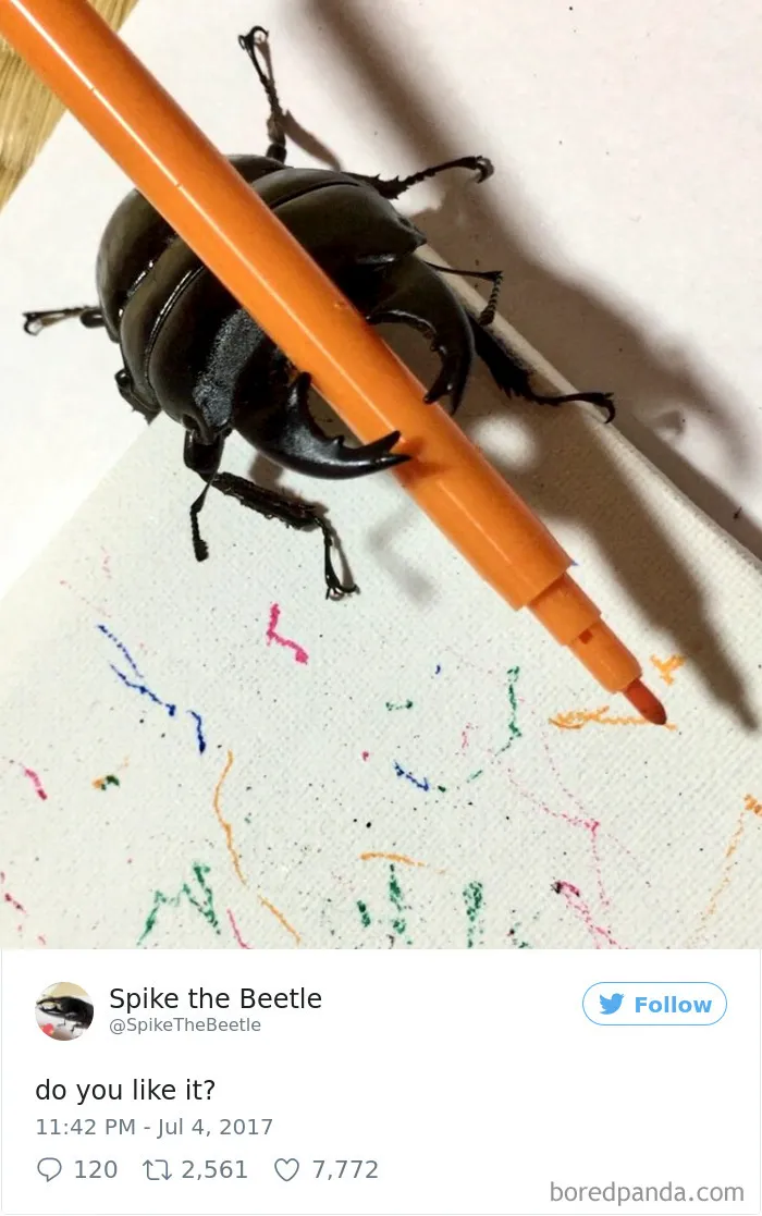 Woman Has Stag Beetle As A Pet And Her Tweets Will Make Your Day
