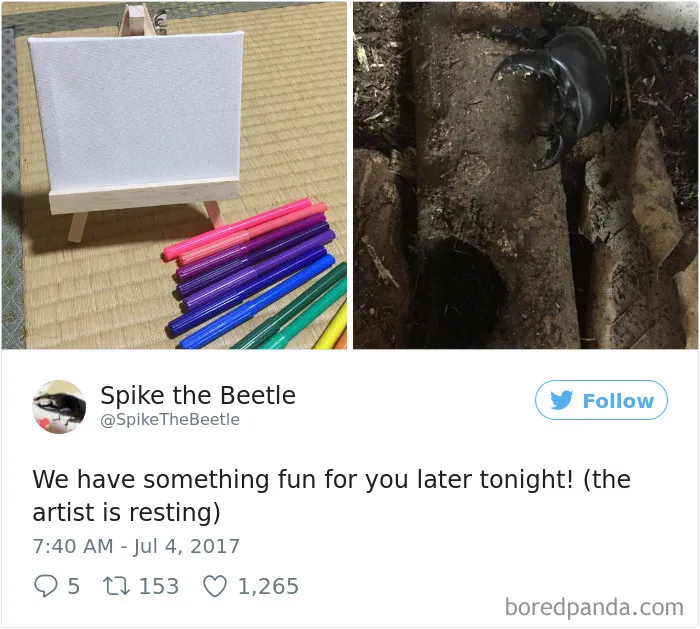 Woman Has Stag Beetle As A Pet And Her Tweets Will Make Your Day