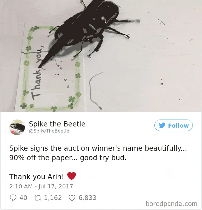 Woman Has Stag Beetle As A Pet And Her Tweets Will Make Your Day