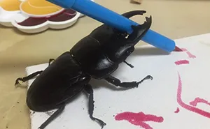 Woman Has Stag Beetle As A Pet And Her Tweets Will Make Your Day