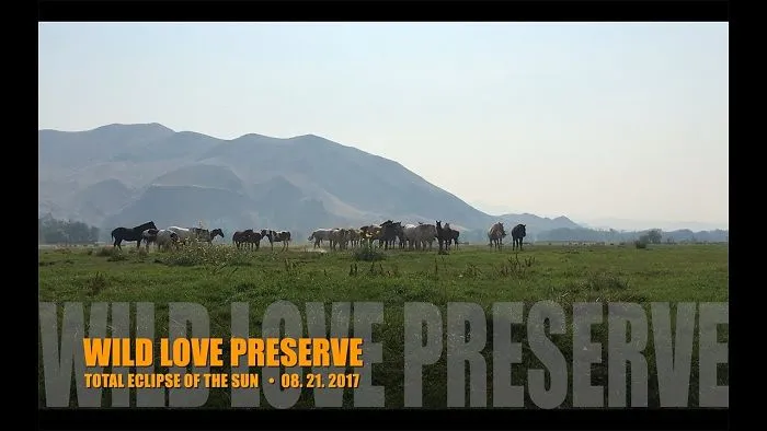 How Did Idaho Wild Horses React To The Total Eclipse?