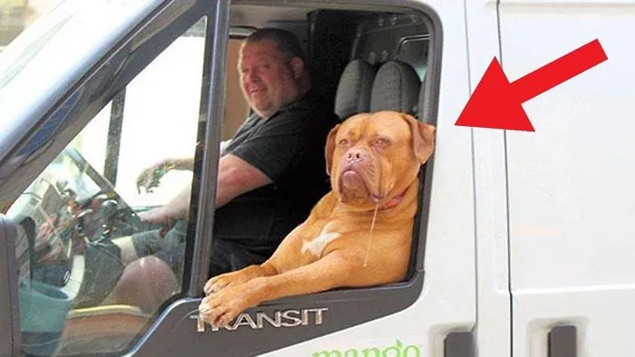Here Are 22 Animals That Forgot That They Were Animals. I Can’t Stop Laughing At These!