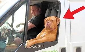 Here Are 22 Animals That Forgot That They Were Animals. I Can’t Stop Laughing At These!