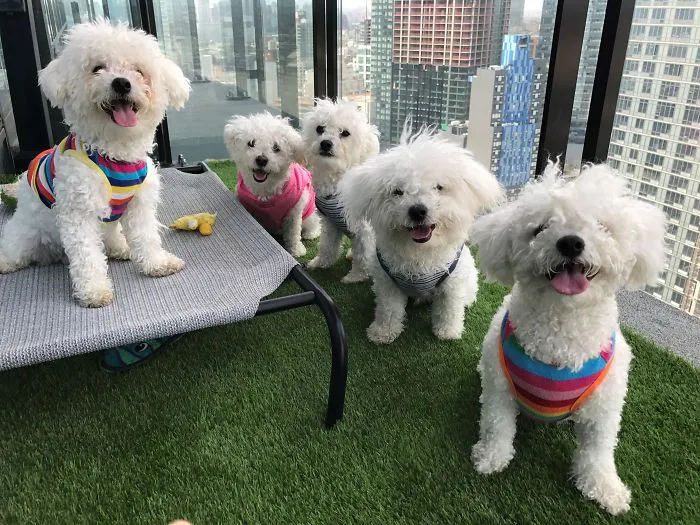 The Crew [left To Right: Mochi, Mom- Lina,  Mander, Kirby, And Dad- Gon]