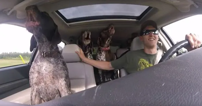 Pack Of Dogs Freak Out When They Realize Where Their Human Is Driving Them