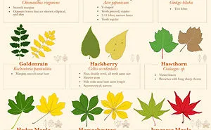 How To Identify Fall Leaves