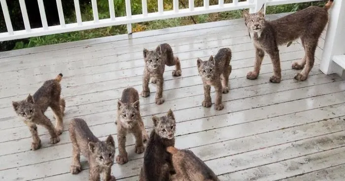 This Man Woke Up To A Strange Noise, Then He Saw This On His Porch (16 Pics)