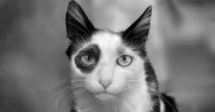 Animals That Look Like "Bored Panda Logo"