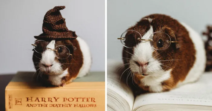 There's A Witch In The Family: I Made A Harry Potter-Themed Photo Shoot With My Guinea Pig