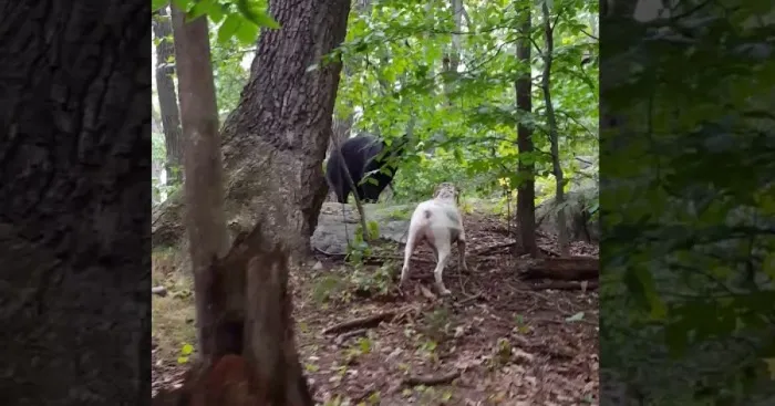 Courageous Pitbull Pushes Giant Bear Away From Its Owner