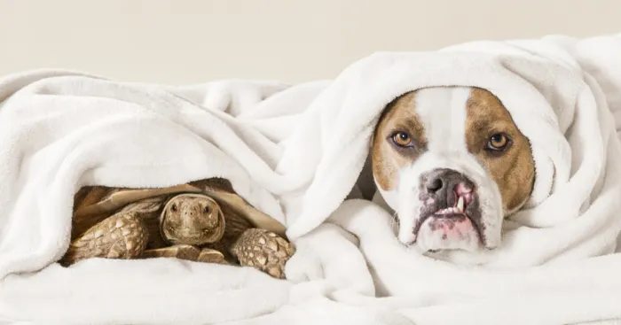 This Unexpected Friendship Between A Dog And A Turtle Is The Sweetest Thing You'll See Today