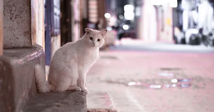 Is This Cat City? Capturing The Cats Of Essaouira, Morocco