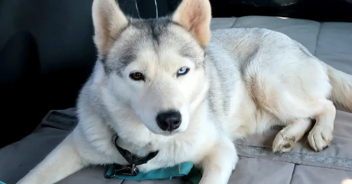 Husky Gets Second Chance At Life