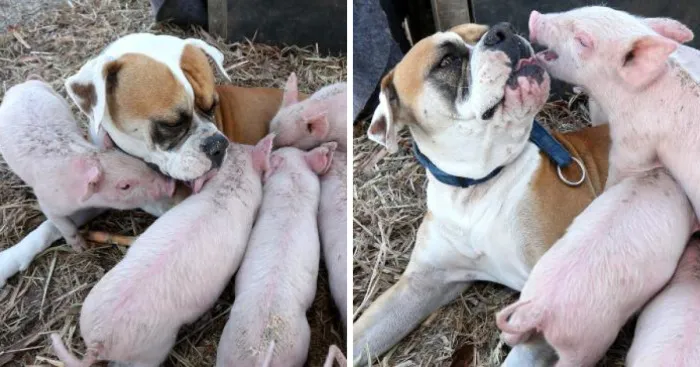Former Stray Dog Adopts 8 Tiny Pigs And That's The Sweetest Thing You'll See Today