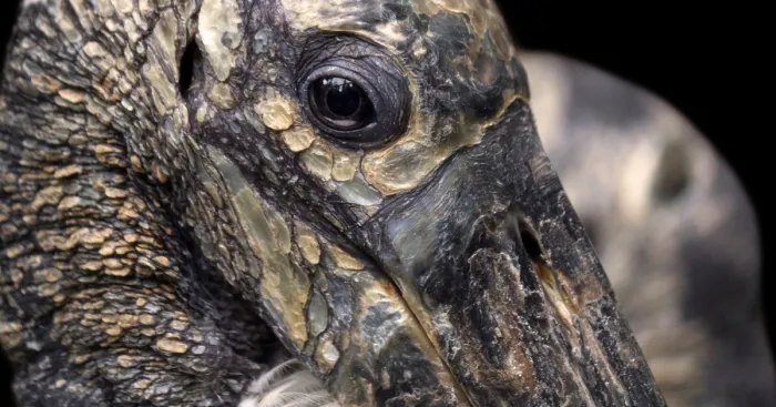 Through The Lens Of An Alabama Wildlife Photographer