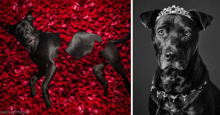 I Was Told To Watch Out For This Dog When I Was Photographing Him At A Rescue. Instead I Adopted Him