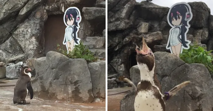 Penguin Abandoned By His Girlfriend Falls In Love With A Cardboard And The Internet Gets Excited