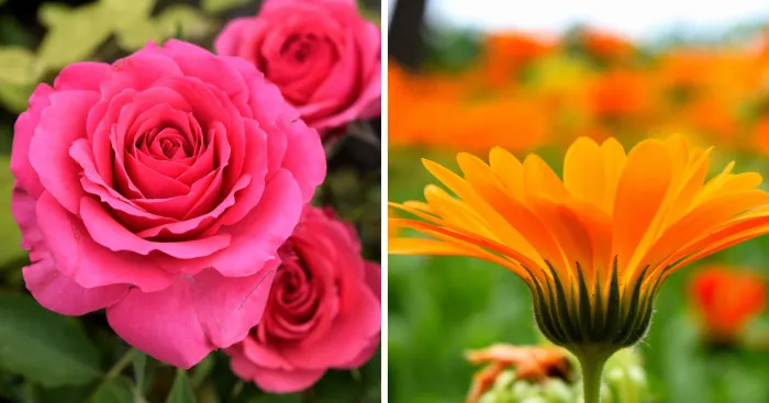 I Spent A Lot Of Time Capturing The Colors Of Various Flowers