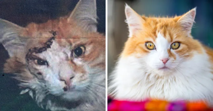 7 Years After Major Nz Earthquake, The 'Unknown Cat' I Wrote About In Quake Cats Book Is Found Alive & Well, Fully Recovered From Horrific Injuries. This Is His Story
