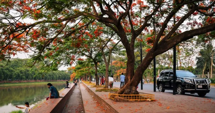 The Romantic Color Of The "Krishnachura"