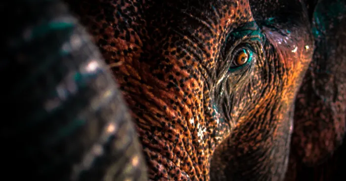 Photography With A Mirrorless Camera