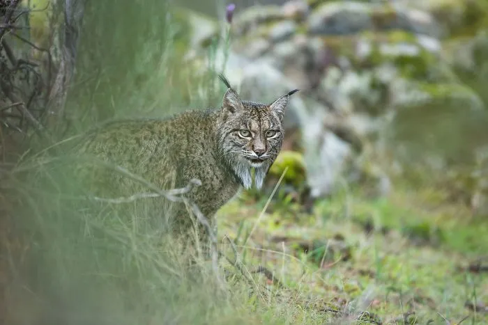 Vislumbrando un lince, por Laura Albiac Vilas, España