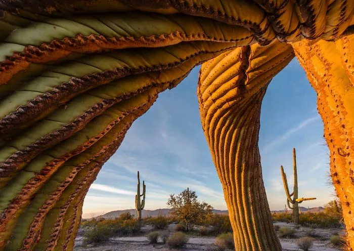El giro de saguaro, por Jack Dykinga, Estados Unidos