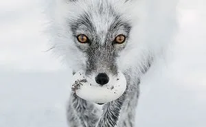 13 Best Wildlife Photos Of 2017 Have Been Announced, And They’re Truly Remarkable