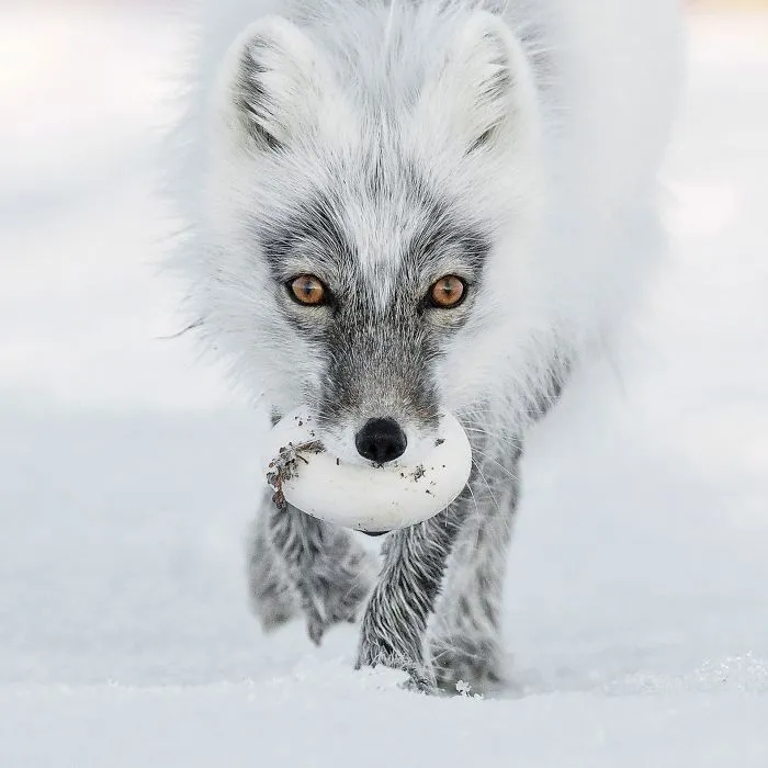 Tesoro ártico, por Sergey Gorshkov, Rusia