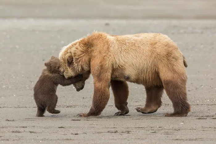 Abrazo de oso, por Ashleigh Scully, Estados Unidos