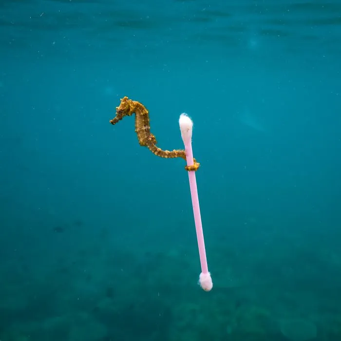 Surfero de alcantarilla, por Justin Hofman, Estados Unidos