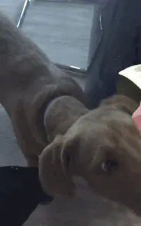 Cachorro + mesa de cristal