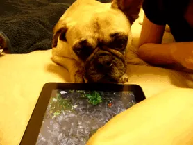 Troleando al perro con agua en el ipad
