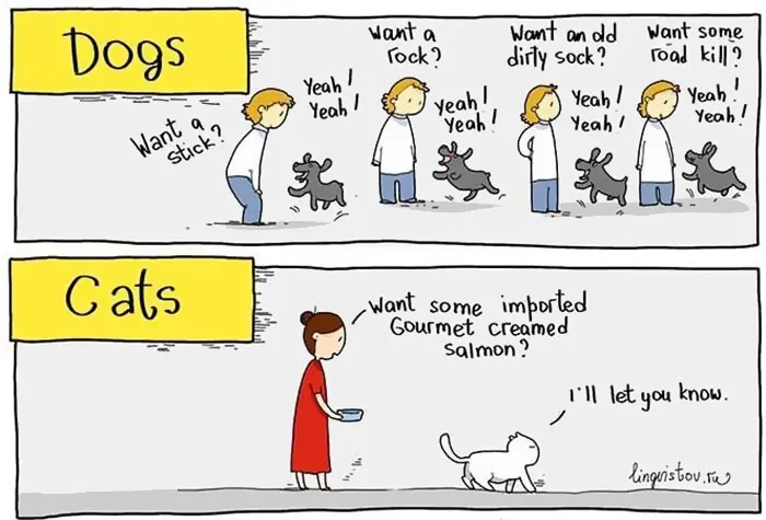 66 Hilarious Differences Between Cats And Dogs