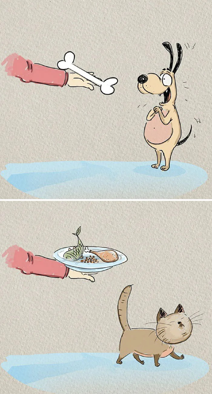 Dog excited for a bone, cat ignoring a plate of food; illustrating differences between cats and dogs.