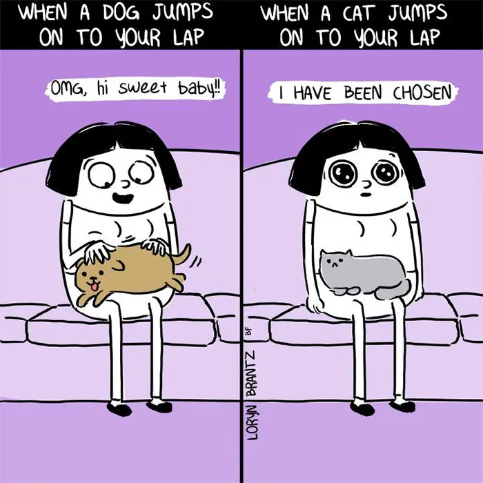66 Hilarious Differences Between Cats And Dogs