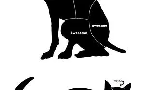 66 Hilarious Differences Between Cats And Dogs