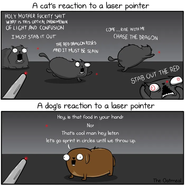 Cats and dogs react differently to a laser pointer; the cat is frantic and the dog is calm and playful.