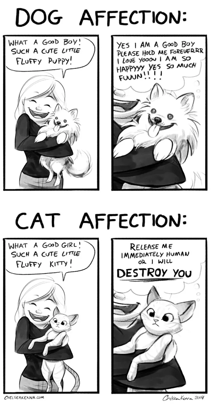 66 Hilarious Differences Between Cats And Dogs