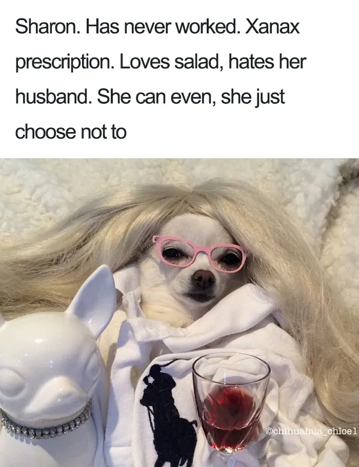 Sharon The Chihuahua