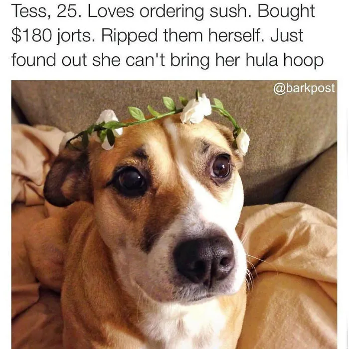Funny Dog Bios