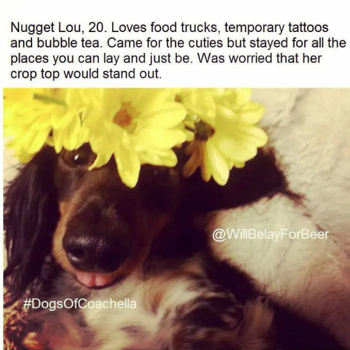 Funny Dog Bios
