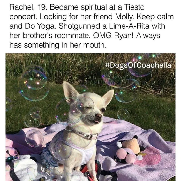 Funny Dog Bios