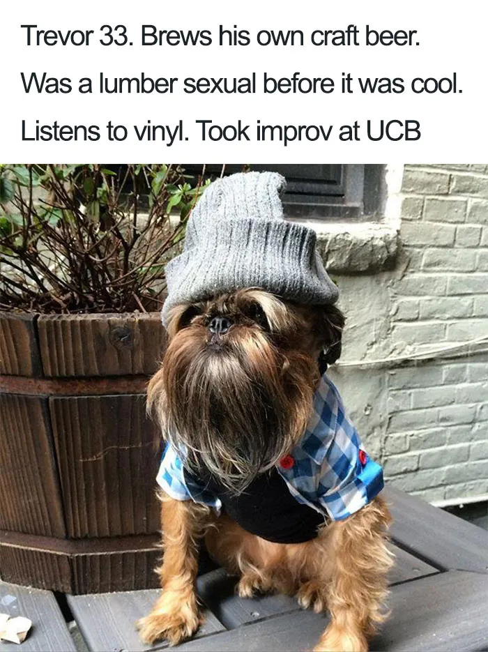 Trevor The Brussels Griffon