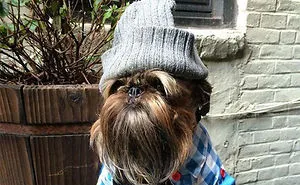 63 Dog Bios That Will Hilariously Remind You Of Somebody You Know
